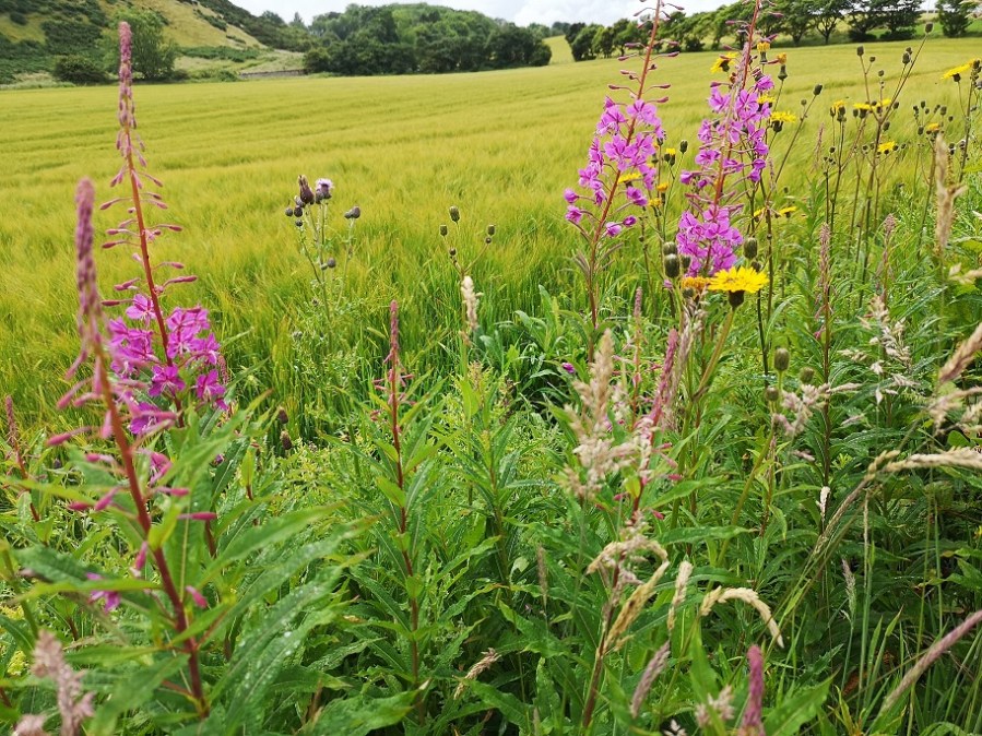 wild flowers beside a field