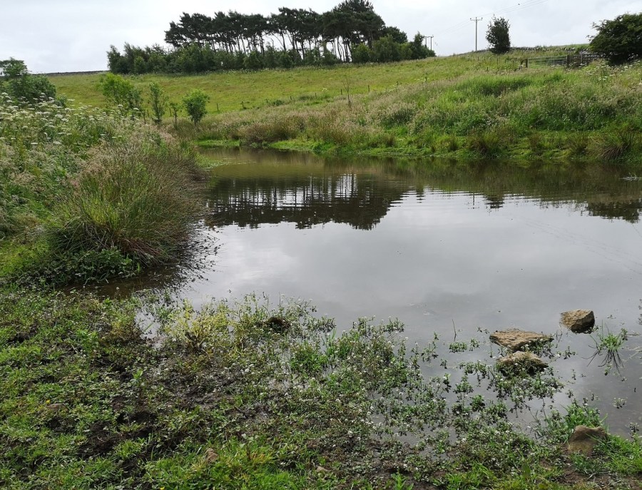 Water with trees reflected in it