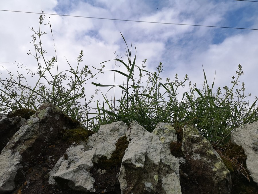 Blue sky with plants and wall