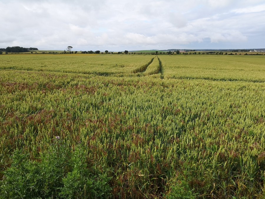 Green fields with tracks through them