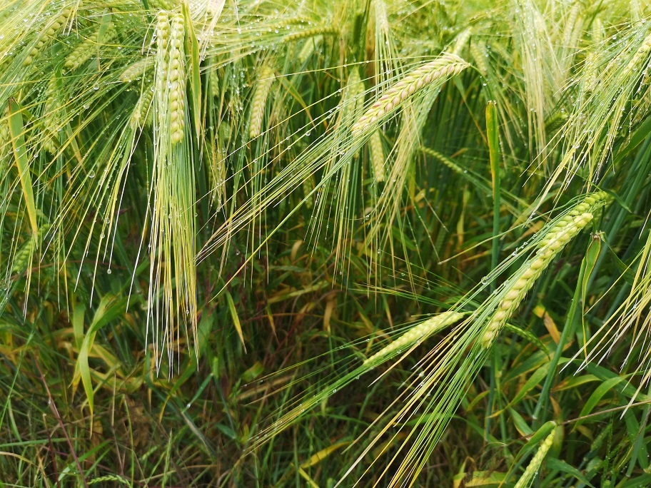 whisps of barley growing