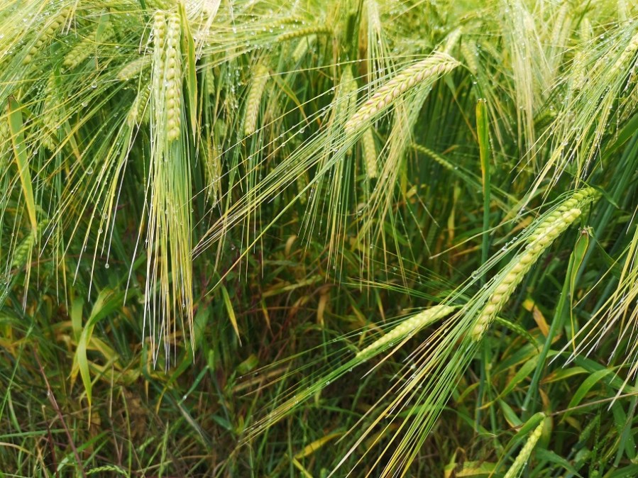 whisps of barley growing