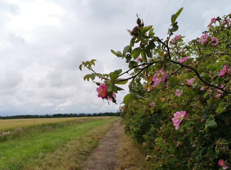 North Berwick to Dunbar