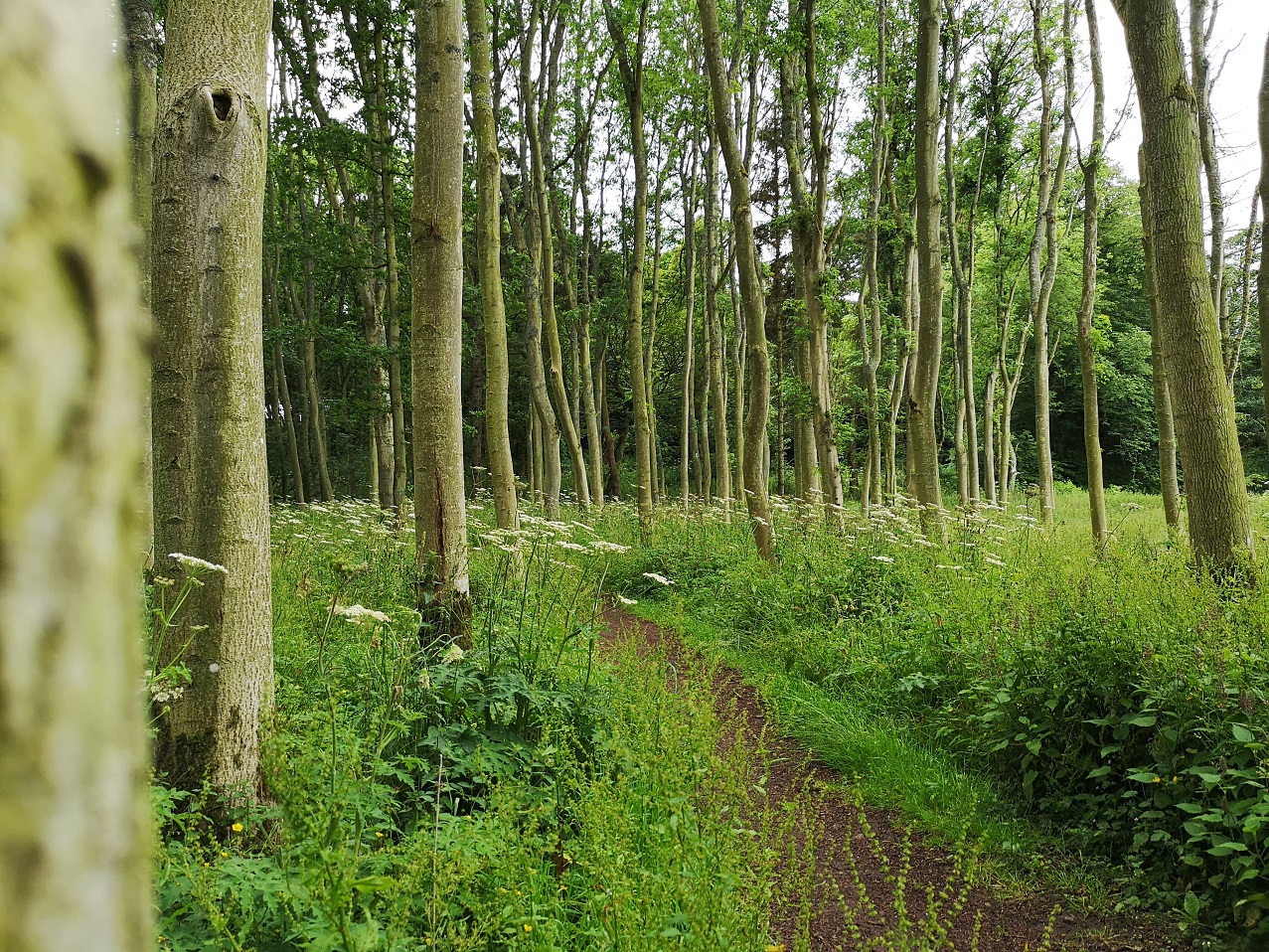 tree trunks and grassy path