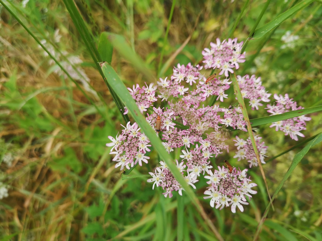 Clusters of wild flowers