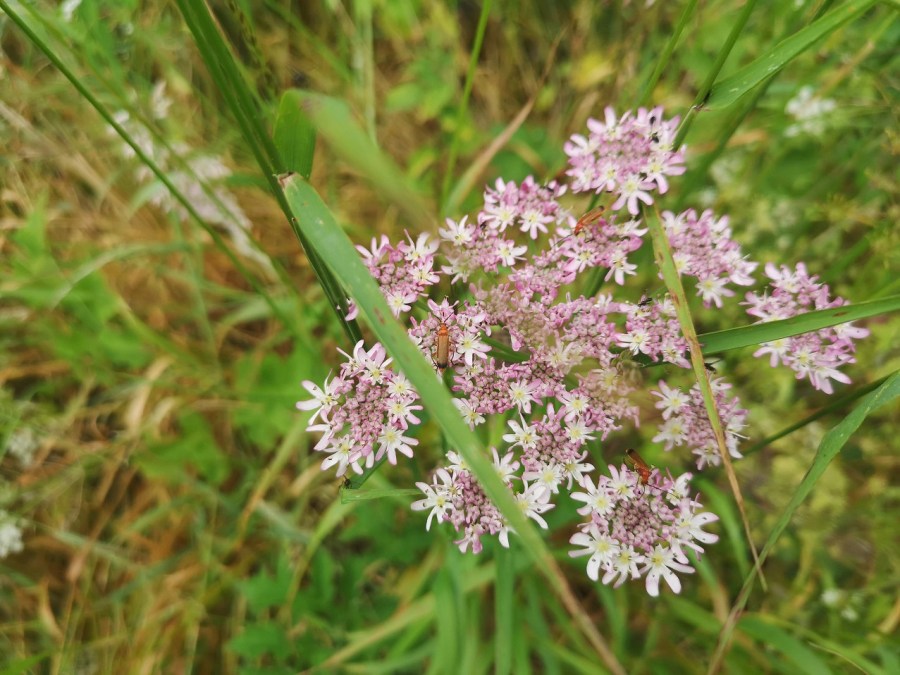 Clusters of wild flowers