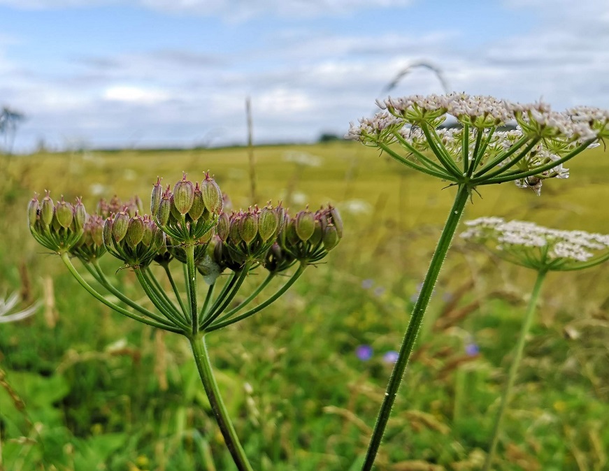 Three flowers heads
