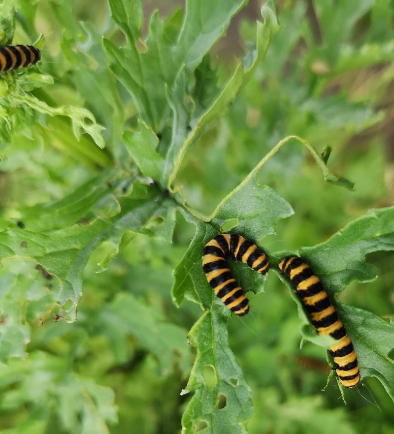 Stripey caterpillars