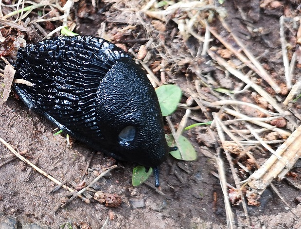 Shiny, black slug crawling