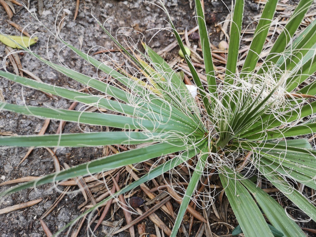 english and latin name of plant