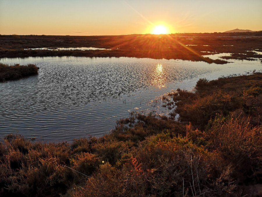 Sunset marshes Barril