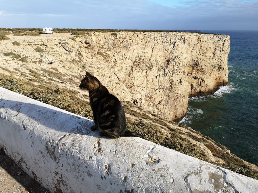 cat on wall cabo san vicente 2