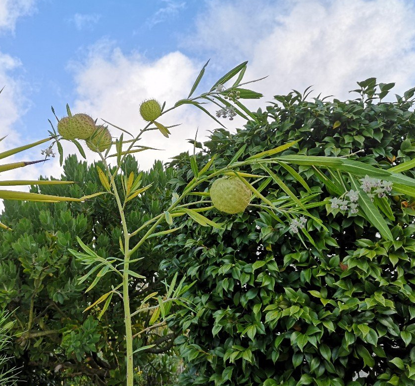 detailed plant description