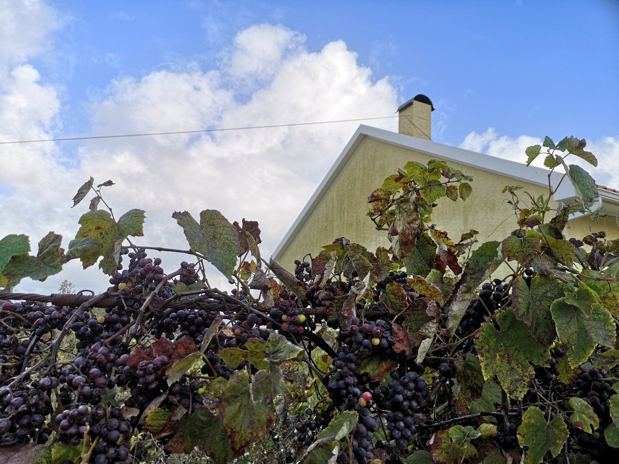 grapes vines Portugal