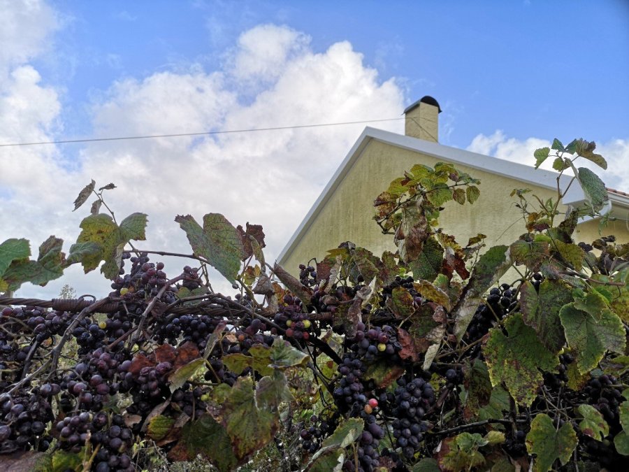 grapes vines Portugal