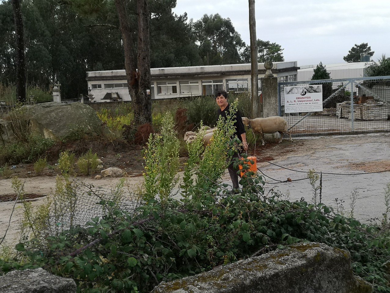 working woman with goats Portugal