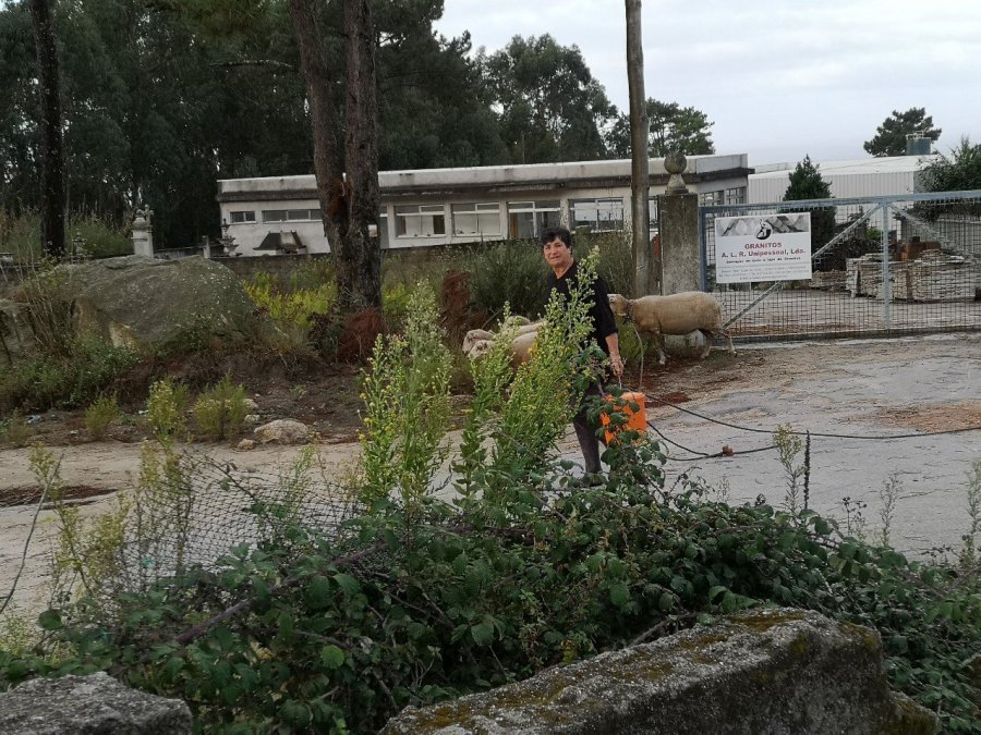 working woman with goats Portugal