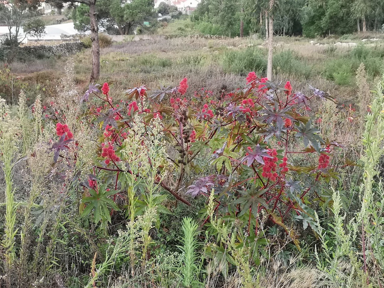 Detailed plant information