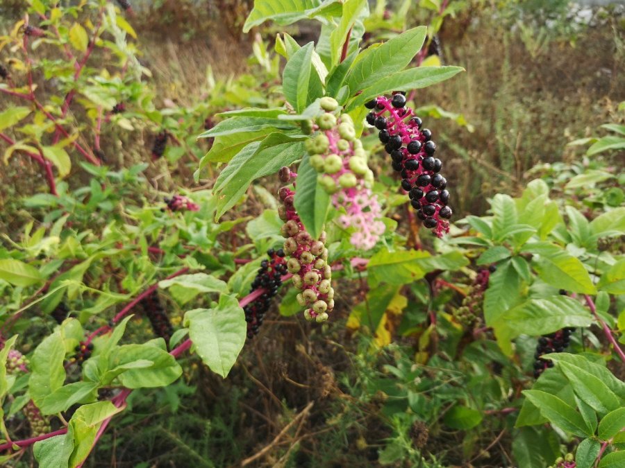 Detailed plant information