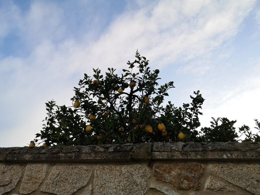 lemon tree