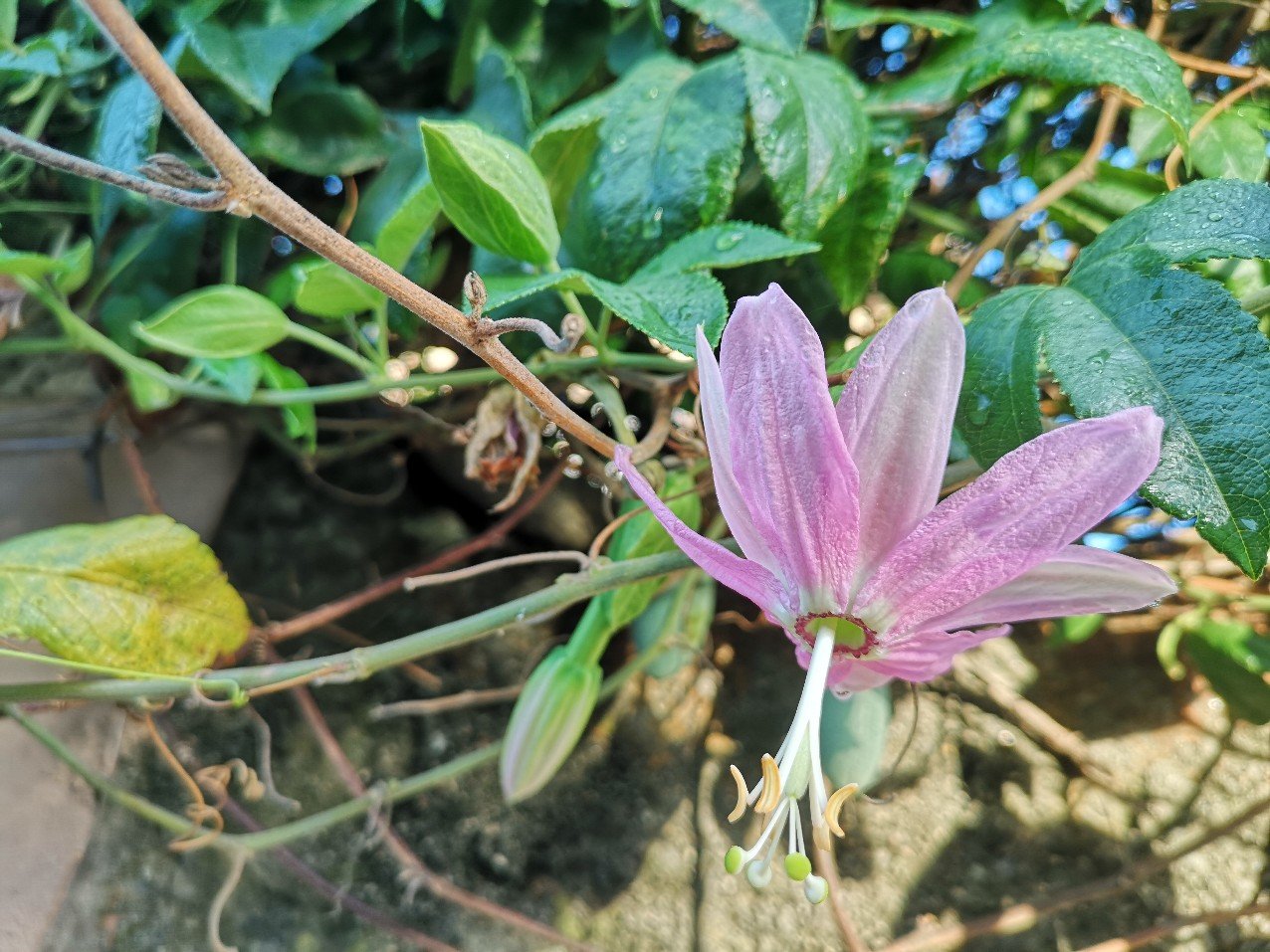 detail passion flower