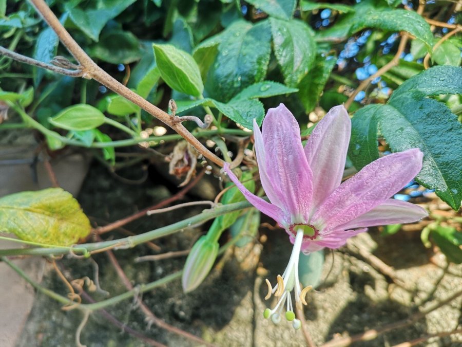 detail passion flower