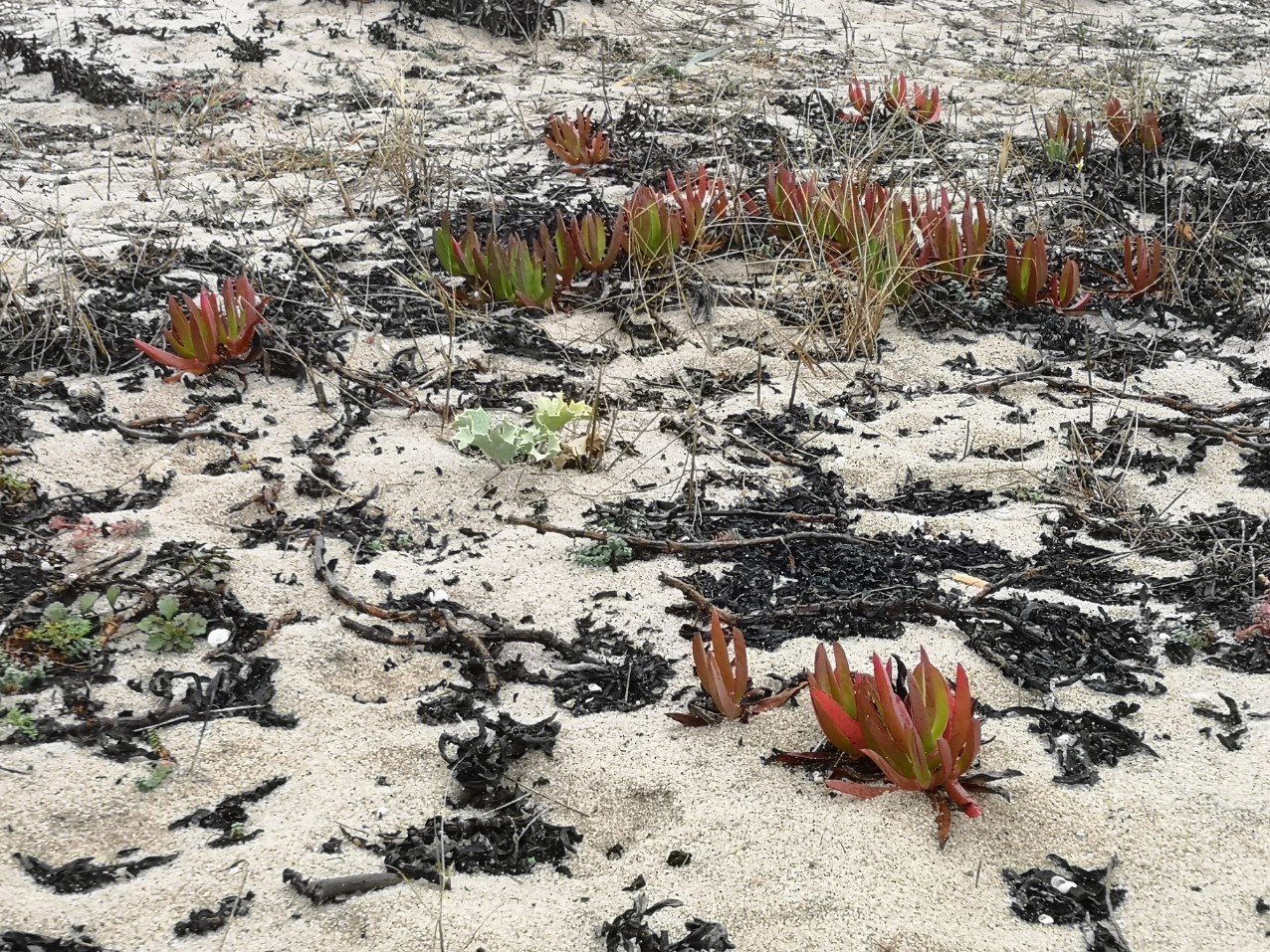 plant identification