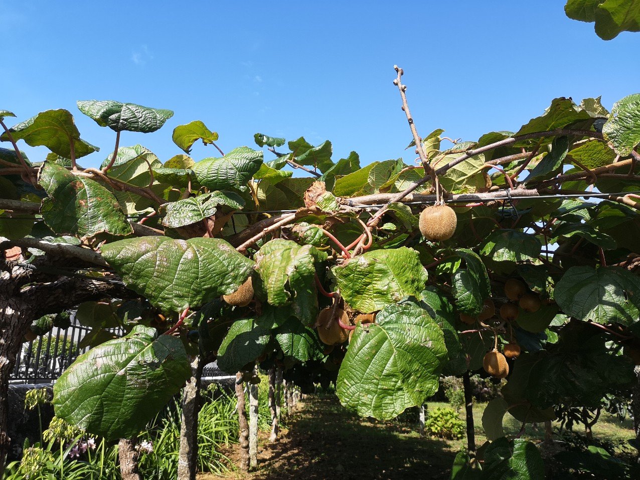 detail of fruit and plant