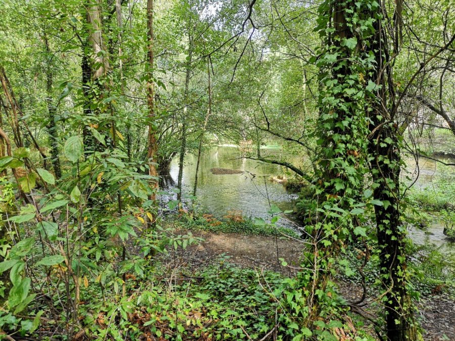 Portuguese woods and pool