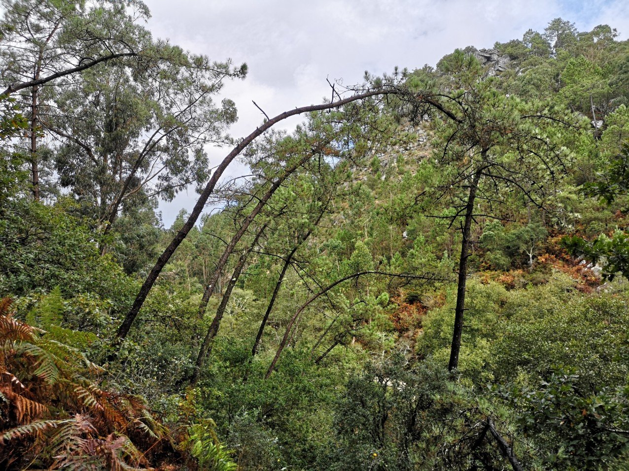 rural landscpae Portugal