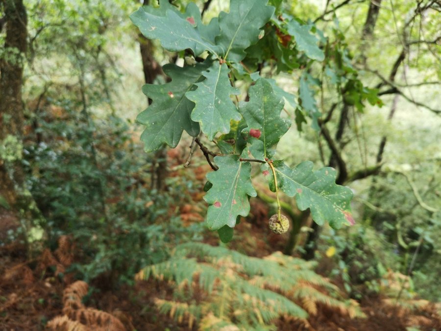 detail oak tree and acron in Portuguese woods