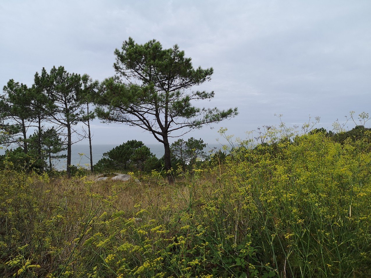detailed plant description