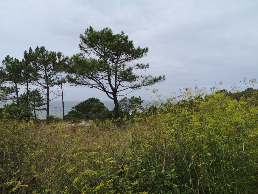 detailed plant description