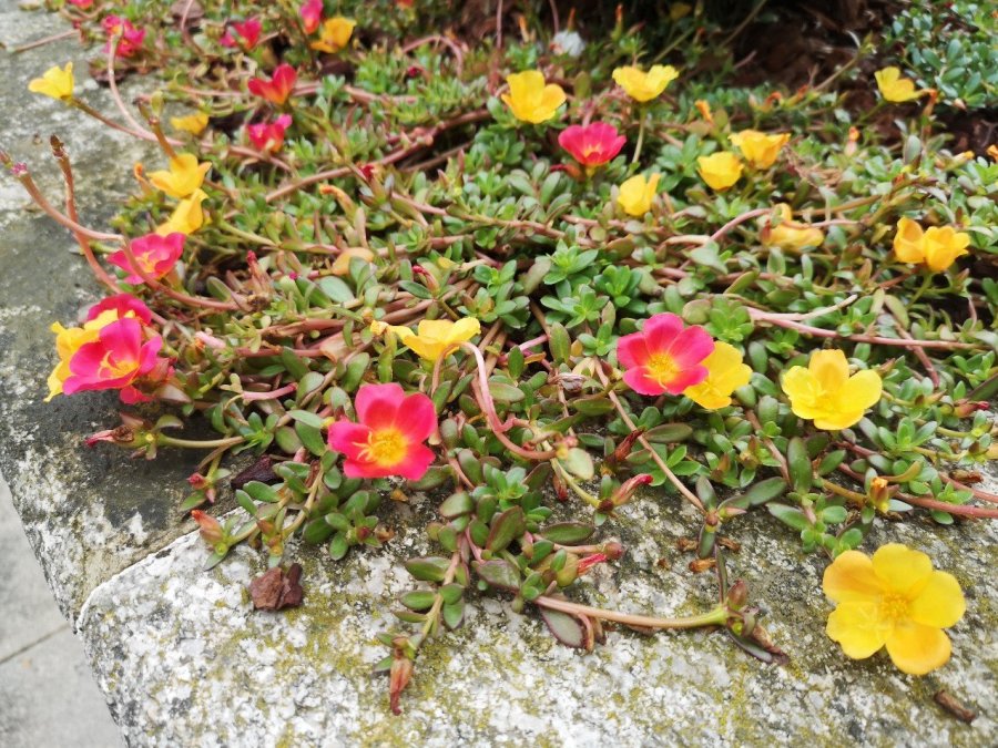 plant detail and Latin name