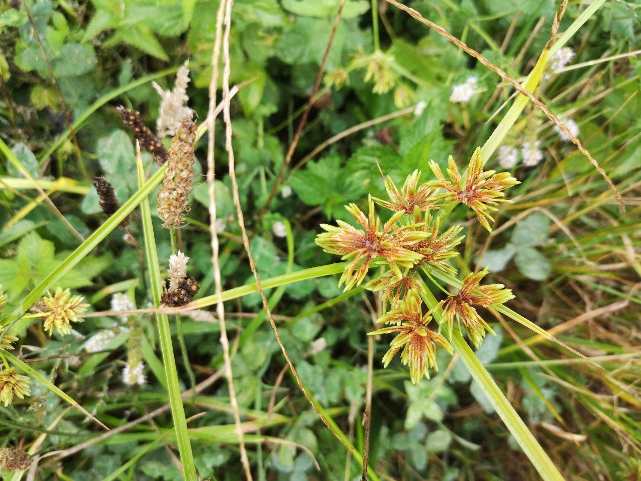 close up flowers