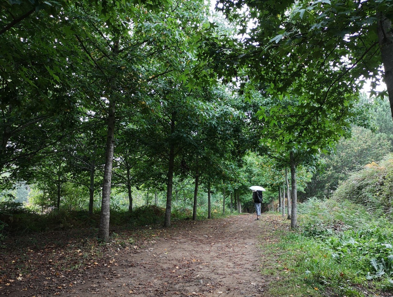 pilgrim with umbrella tree avenue