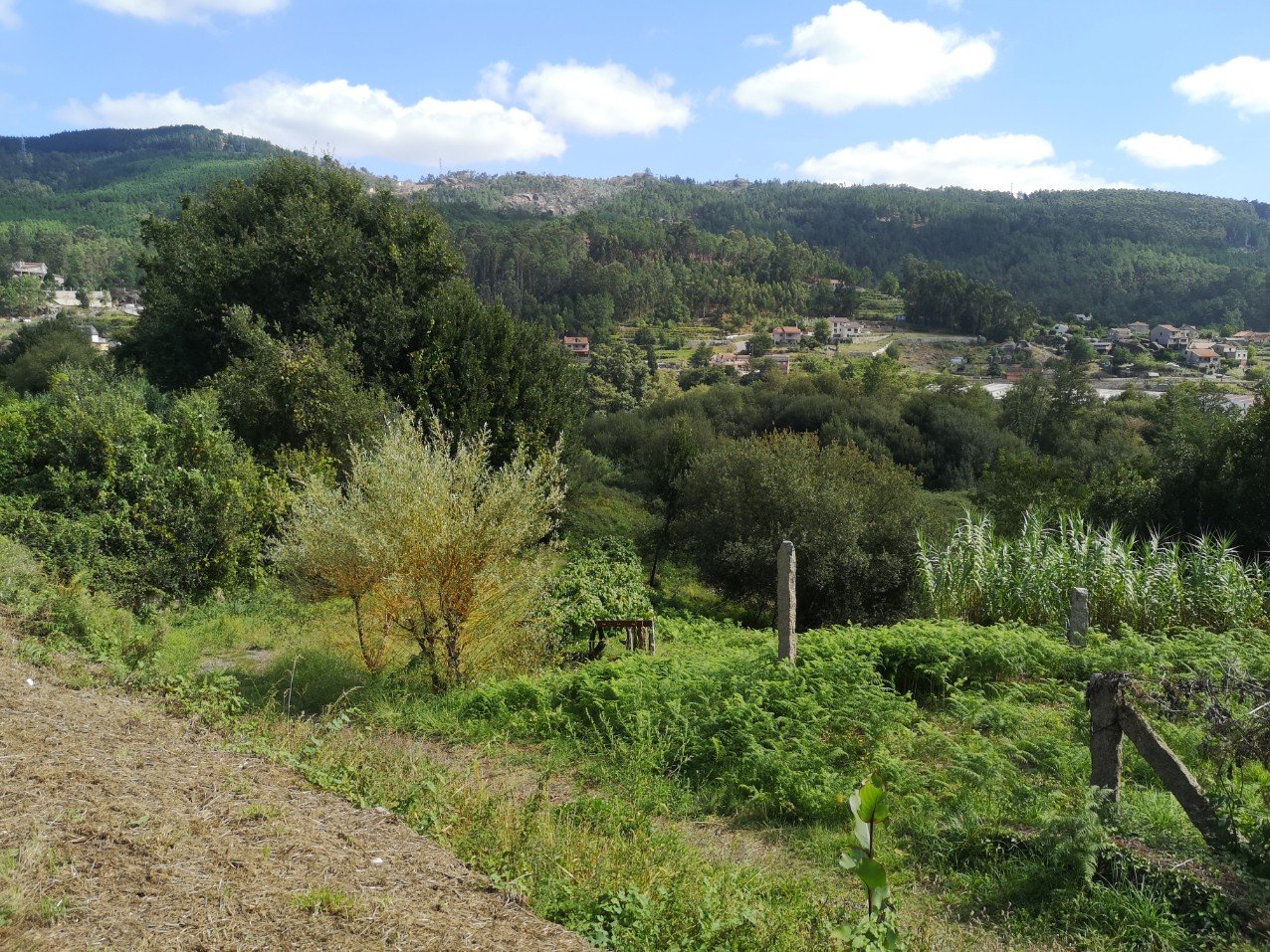 rural landscape plants
