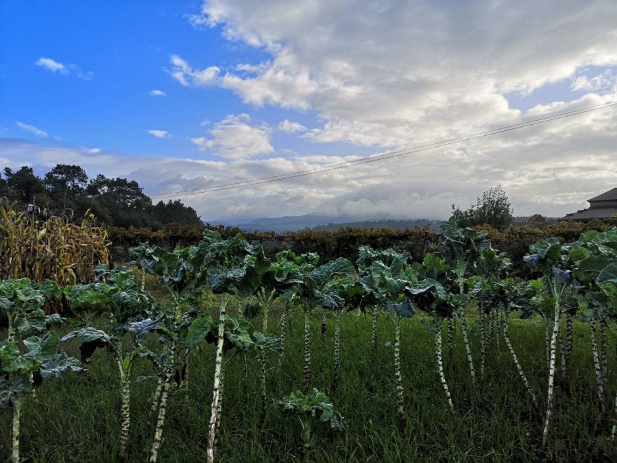 edible plants in growing situation