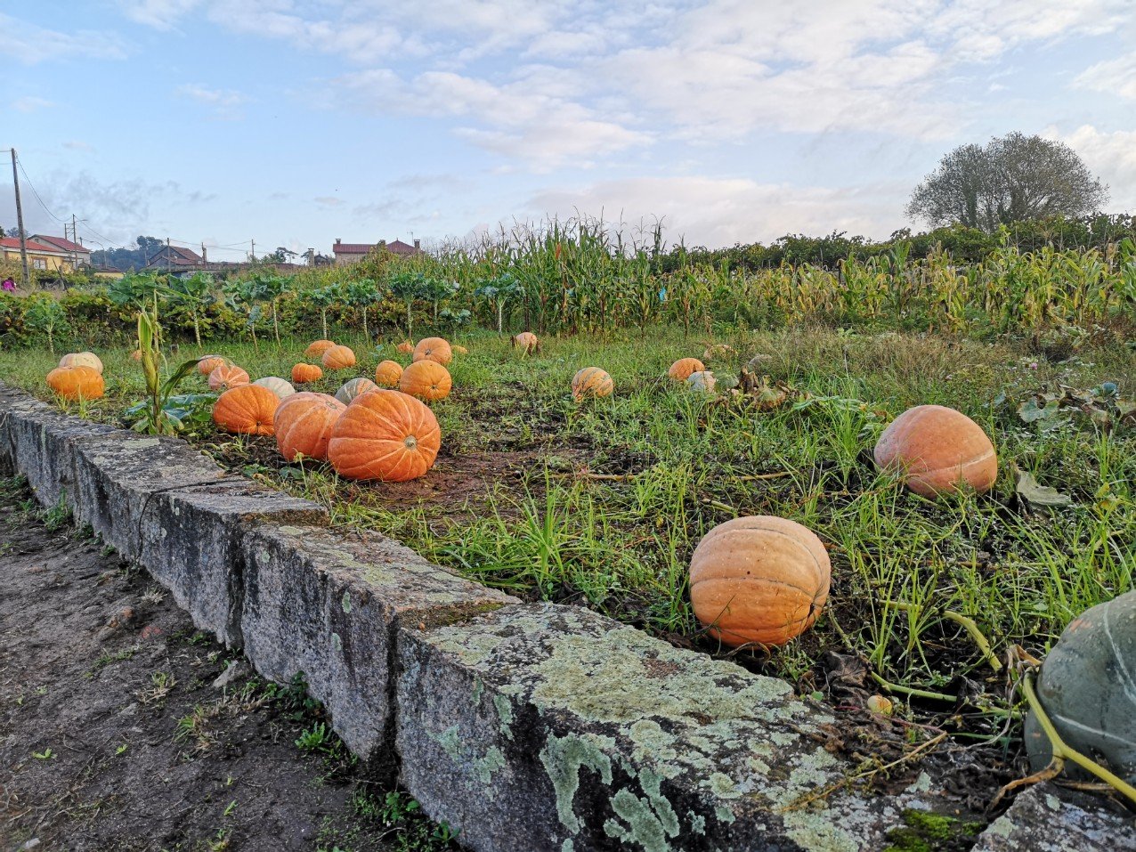 huge orange feild pumpkins