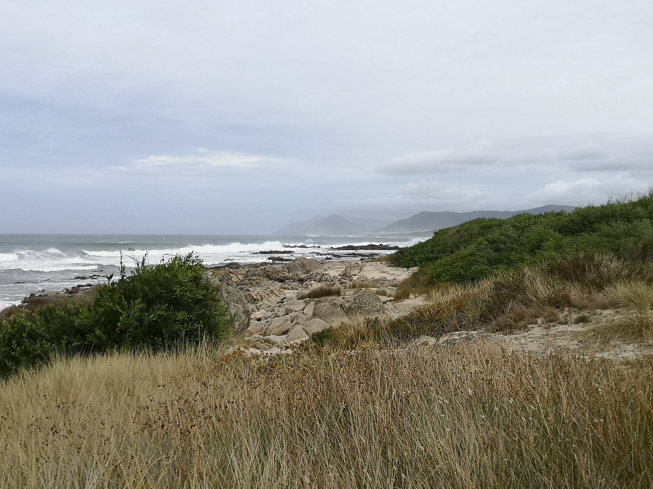 Portuguese coastline detail shrub