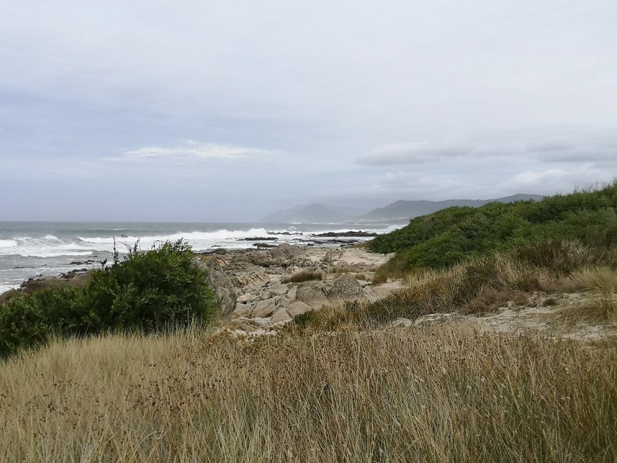 Portuguese coastline detail shrub