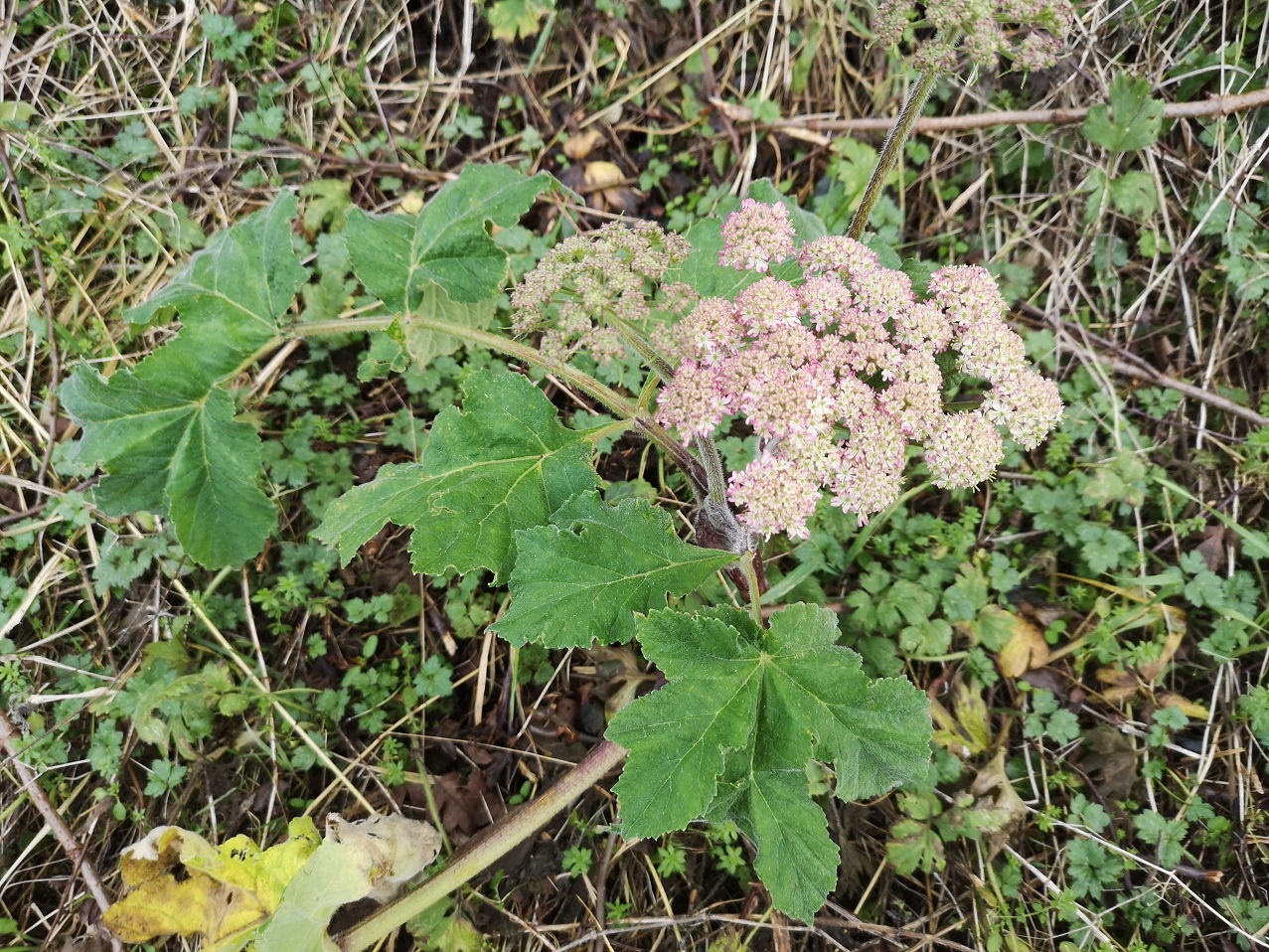 Cow parsnip hogweed (heracleum sphondylium)
