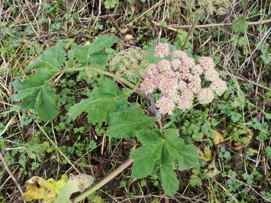 Cow parsnip hogweed (heracleum sphondylium)