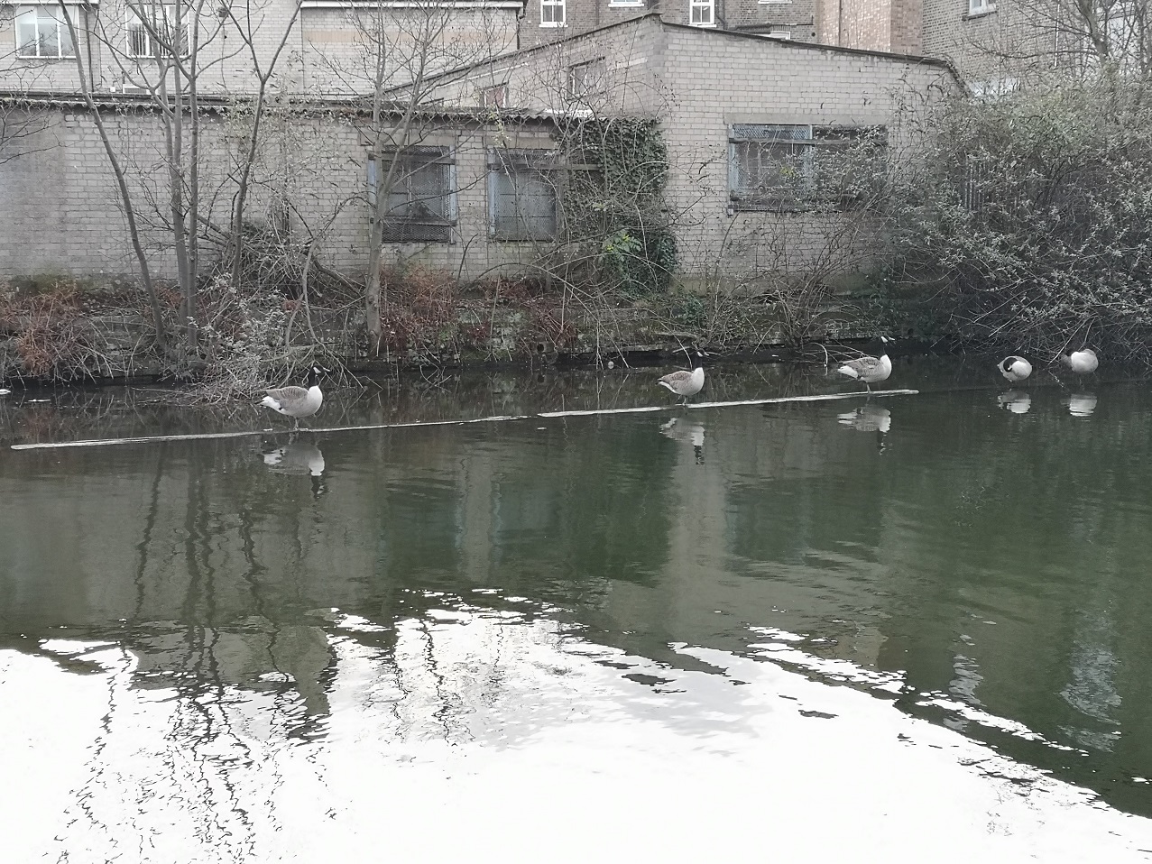 Geese standing on the water, Regent's Canal, London