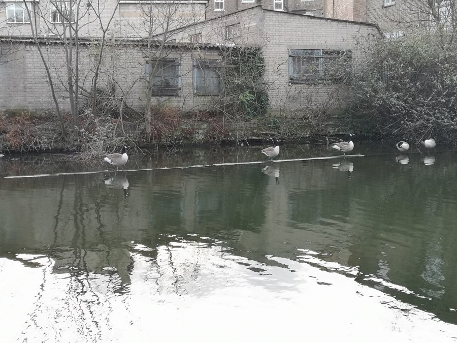 Geese standing on the water, Regent's Canal, London