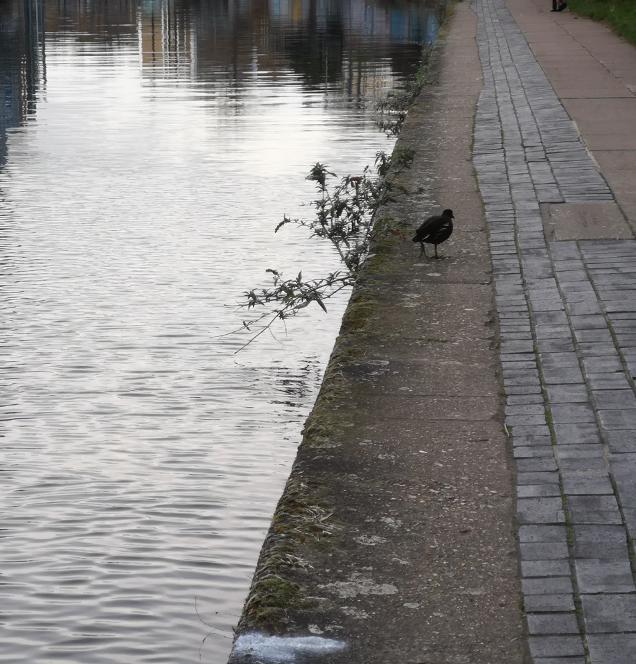 Moorhen, Regent's Canal, London