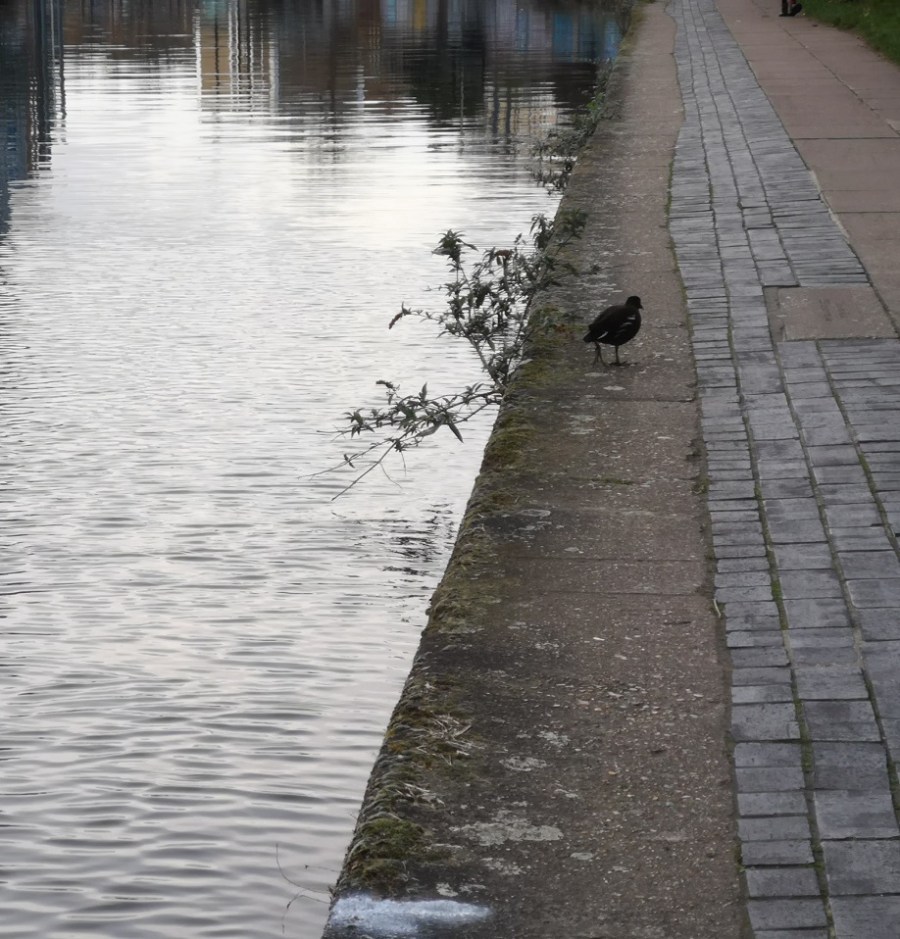 Moorhen, Regent's Canal, London